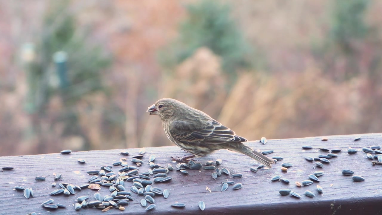 Un roselin familier au plumage d'automne mange des graines de tournesol sur un poteau de clôture et mâche quelques graines tout en cherchant le déjeuner idéal