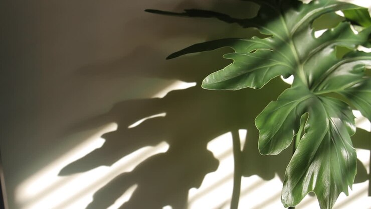 Plant with sunlight and shadows