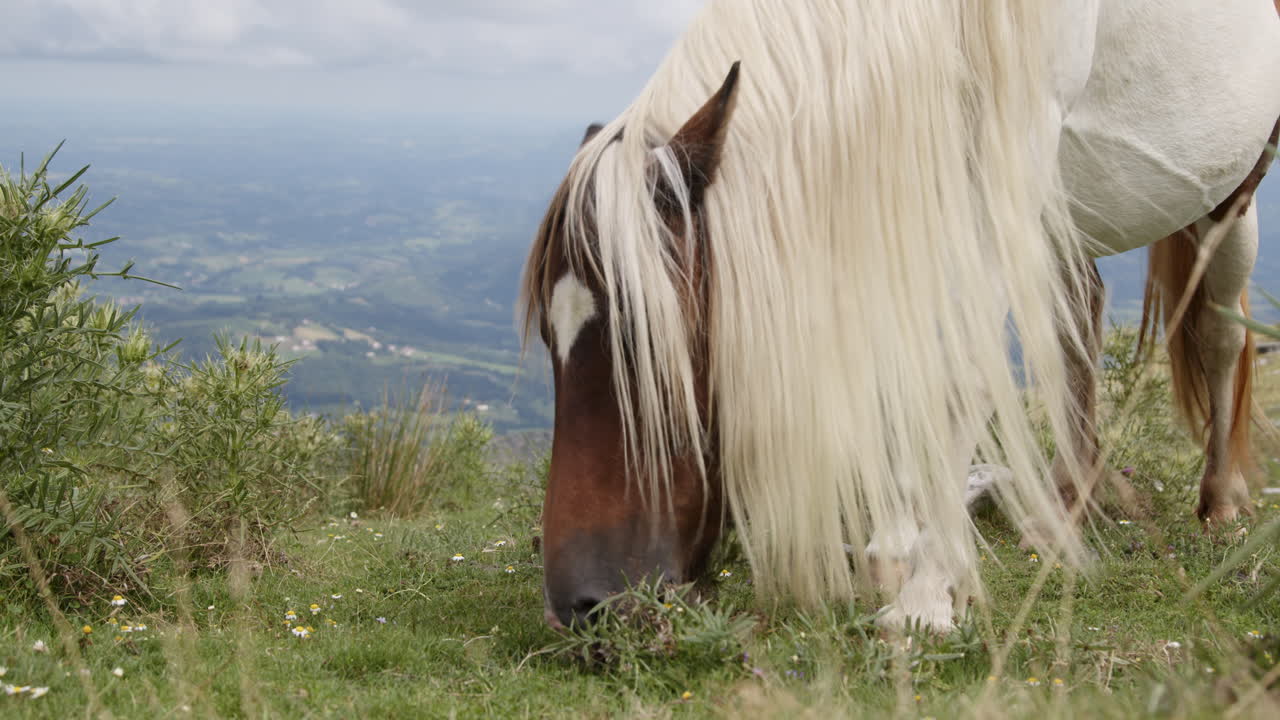 caballo pastando en el prado de montaña