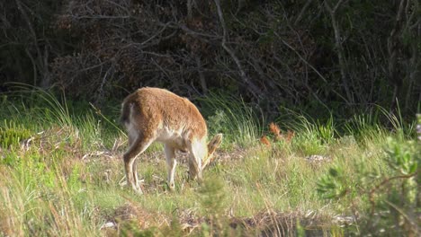 Young-iberian-ibex-wild-goat-feeding-in-wilderness