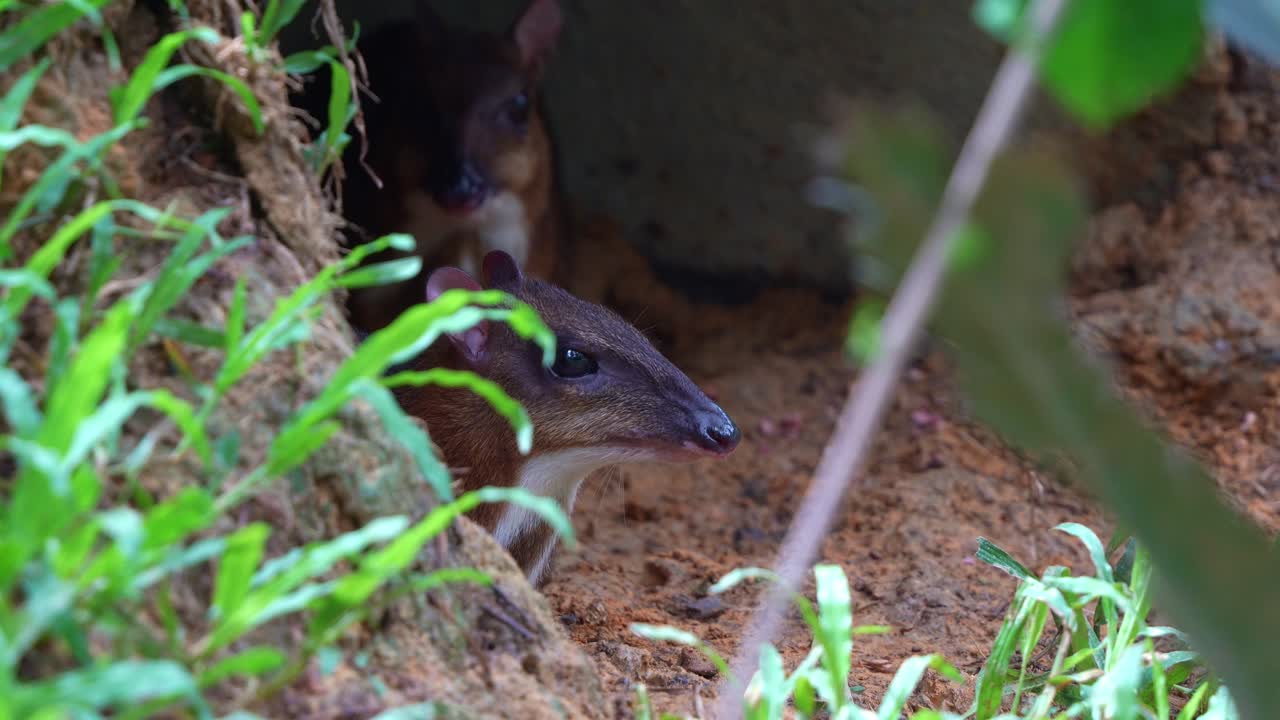 Due traguli minori che riposano nella tana nel loro habitat naturale, primo piano.