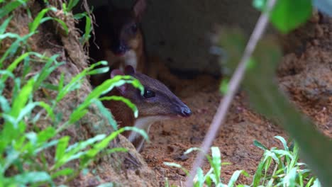 two lesser mouse-deer resting in the burrow in its natural habitat, close up shot