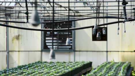 greenhouse garden water irrigation system ready for use on flowers