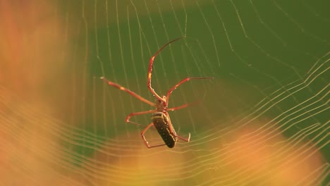 Imágenes-Cinematográficas-De-Una-Araña-Construyendo-Su-Red-De-Derecha-A-Izquierda-Con-Fondo-Amarillo.