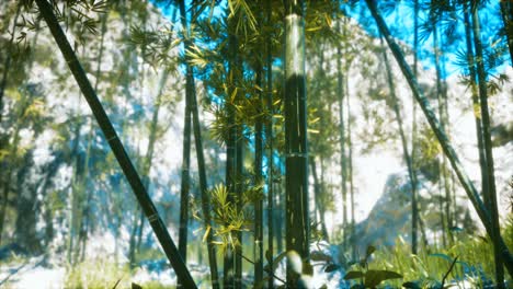 Asian-Bamboo-forest-with-sunlight