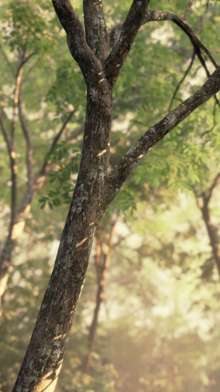 Luce solare nella foresta attraverso i tronchi degli alberi