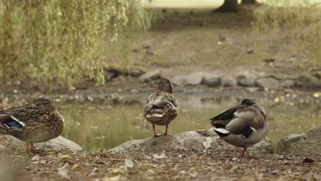 patos descansando y durmiendo cerca del estanque