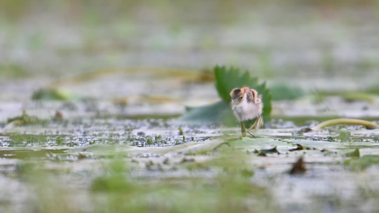 아름다운 자카나 새끼 들 이 아침 에 물 릴리 연못 에서 먹이 를 먹고 있다