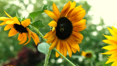 toma 4k de abejas polinizando un girasol en un día soleado de verano