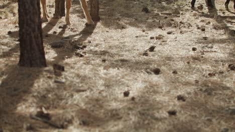 wild horses grazing in the grand canyon national park in arizona with medium shot tilting up in slow motion