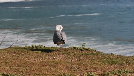 seagull grooms plumage on grassy hill by defocused ocean beach