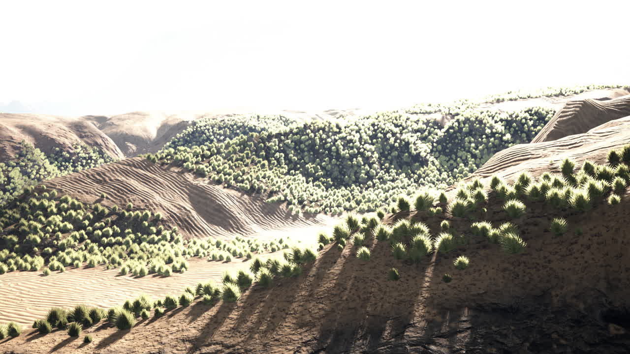 área desértica cerca de un oasis con vegetación arbustiva