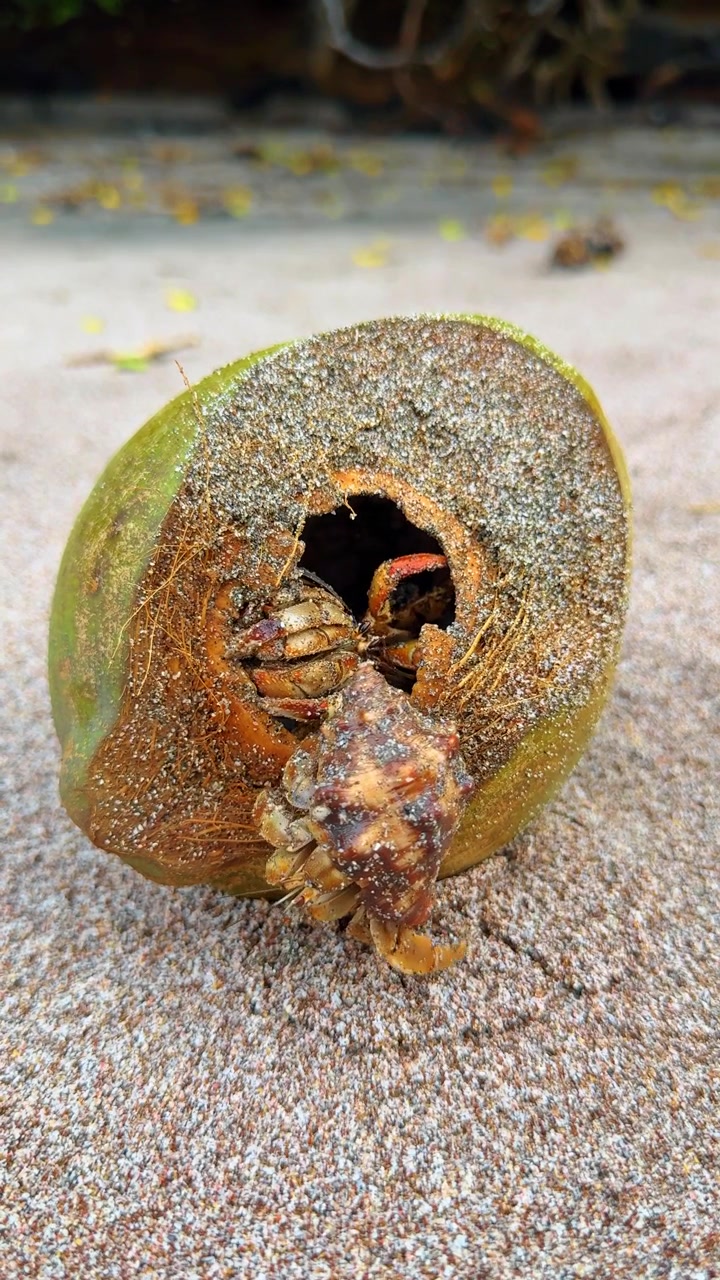 Hermit Crab Inside Hollow Coconut Shell Sandy Beach. Hermit crab sheltering inside hollow green coconut husk on sandy beach, sand-covered shell, side view, Costa Rica Pacific coast