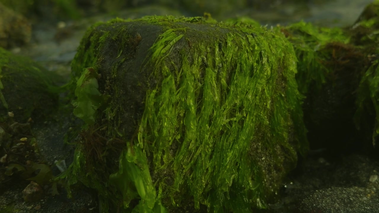 Algas marinas y algas de un verde vibrante creciendo en rocas costeras