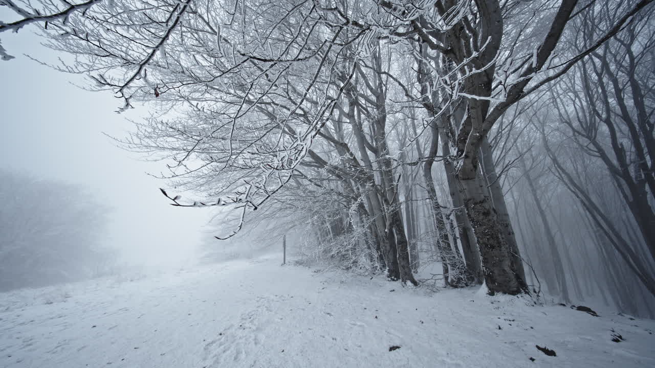 안개가 가득 찬 대기 아래 눈으로 인 나무 들 이 있는 평온 한 겨울 숲 장면