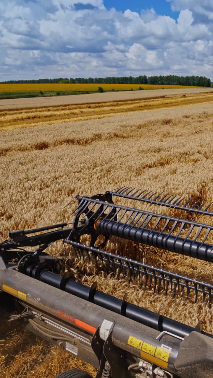 Special machine harvesting crop in fields, Agricultural technic in action. Ripe harvest concept. Cereal or wheat gathering. Heavy machinery, blue sky above field. Video from the combine. Vertical video