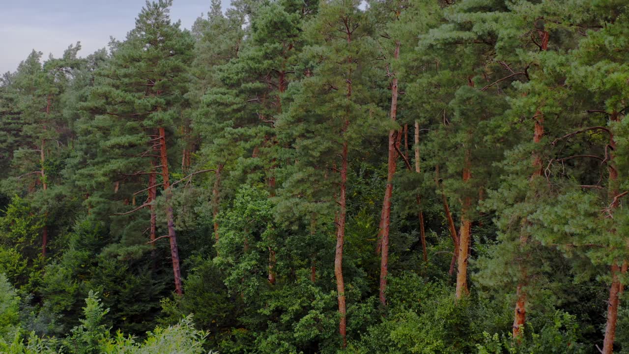 Green forest. Pine trees in woodland. Trees pattern. Wonderful green forest of tall conifers in summer.