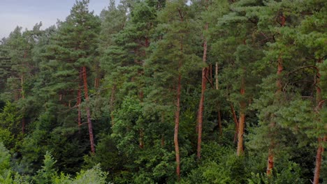 green forest. pine trees in woodland. trees pattern. wonderful green forest of tall conifers in summer.