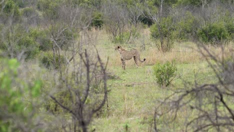 un guepardo hembra camina lentamente en un prado abierto y se detiene para mirar detrás de ella, kruger, acinonyx jubatus jubatus
