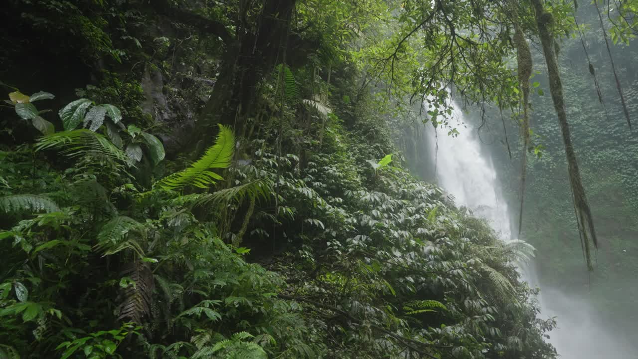 Waterfall cascading through a lush green rainforest