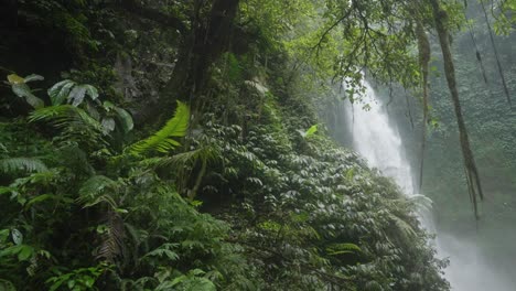 waterfall cascading through a lush green rainforest
