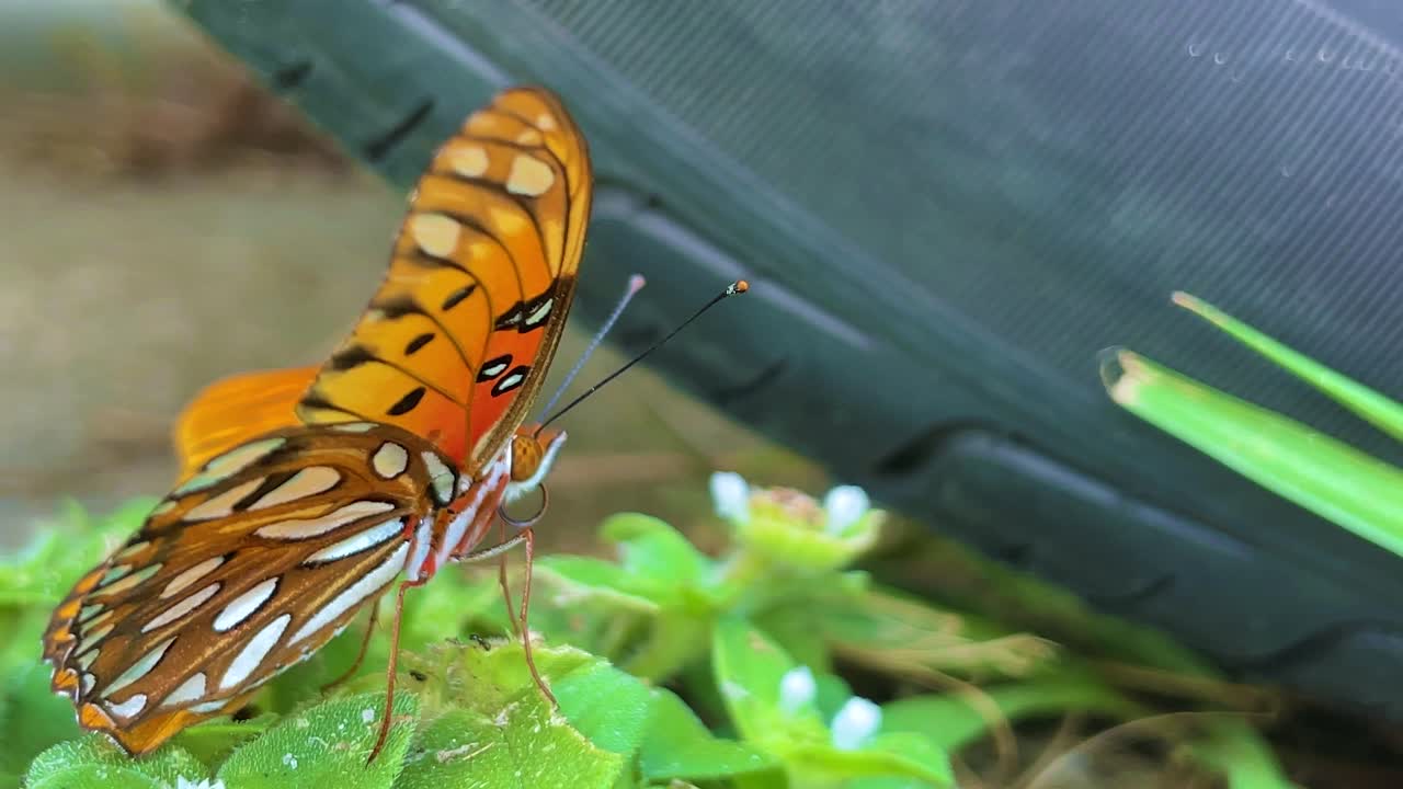 mariposa fritillaria del golfo en primer plano en la hierba con alas coloridas