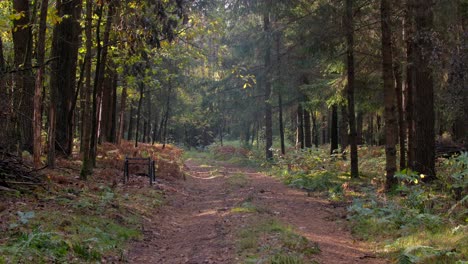 wide shot of an empty path in the midst of a northern forest