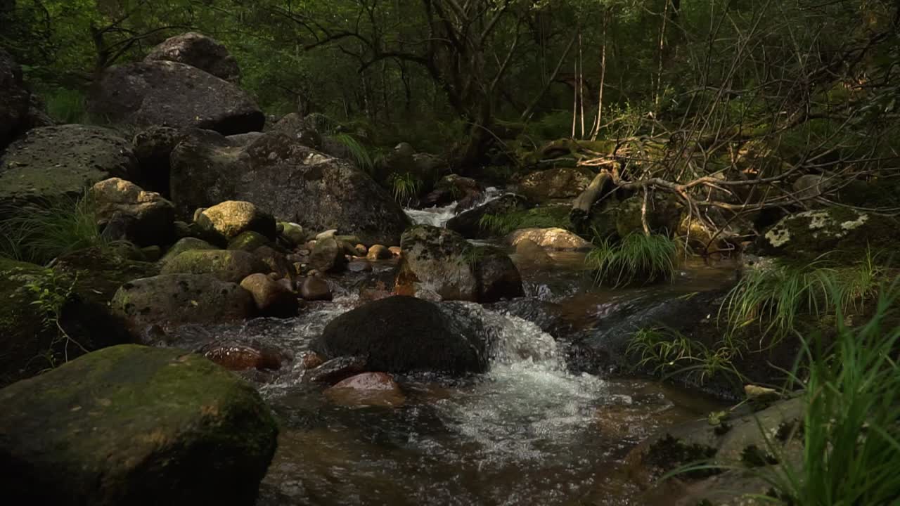 여름, 포르투갈 동안 gerês 숲에서 평화로운 귀뚜라미의 일출과 일몰