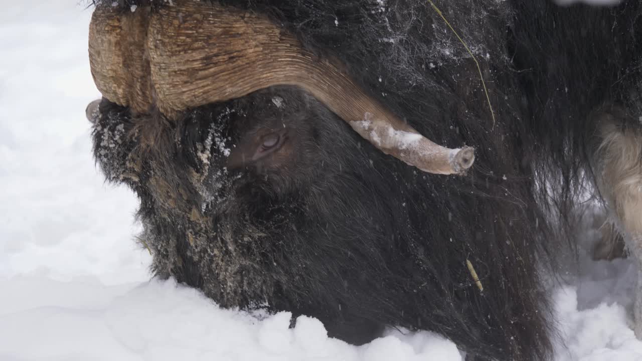 Musk Ox burying snout in the heavy dense snow to look for pasture - Close up tracking shot