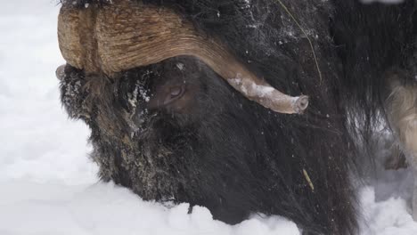 Musk-Ox-burying-snout-in-the-heavy-dense-snow-to-look-for-pasture---Close-up-tracking-shot