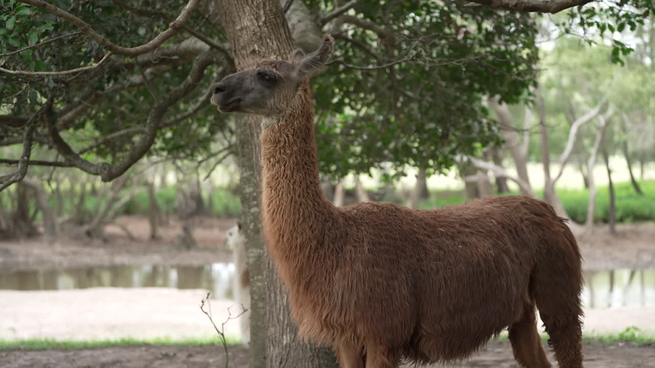 llama parada a la sombra de un árbol en australia