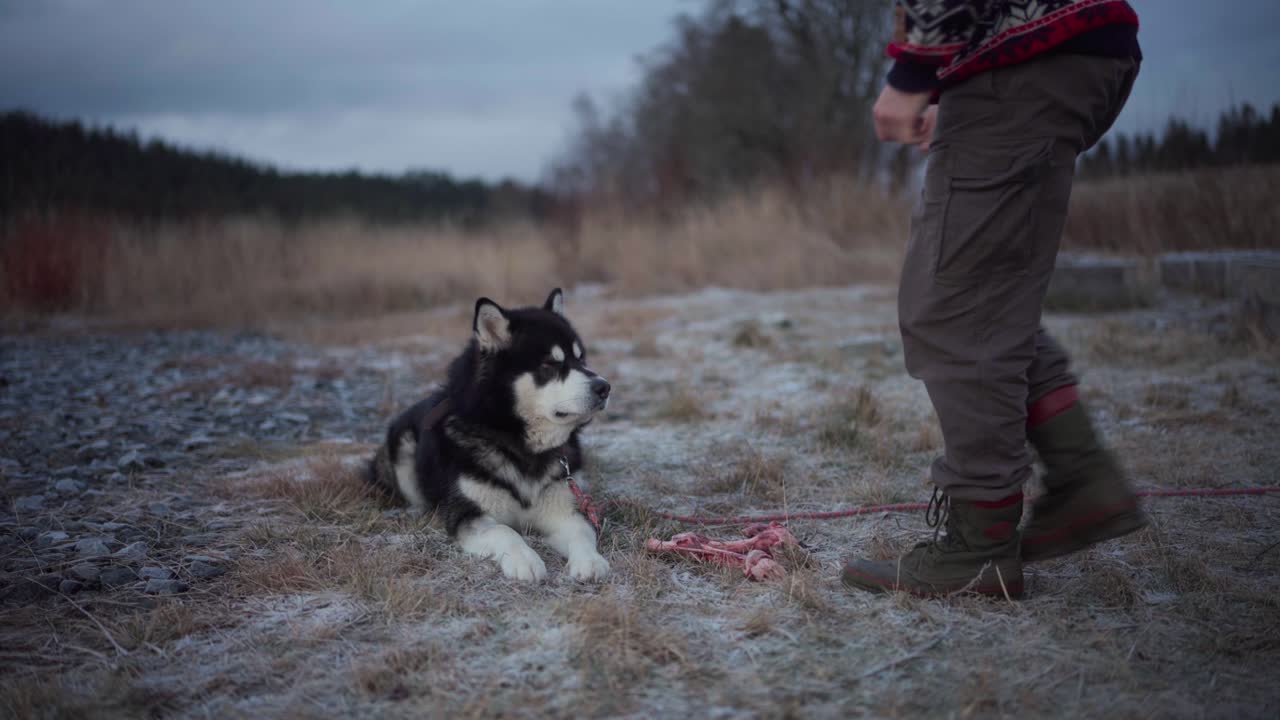 한 남자 가 알래스카 의 말라무트 에게  를 기 위해 제공 하고 있다 - 정적