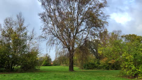intense wind flowing through trees