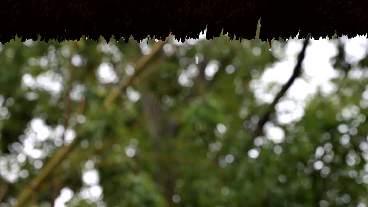 Raindrops from a thatched roof with the blurred forest in the background