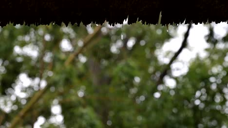 raindrops from a thatched roof with the blurred forest in the background