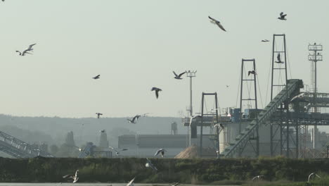 tomas en cámara lenta de una bandada de gaviotas dando vueltas cerca del arenero