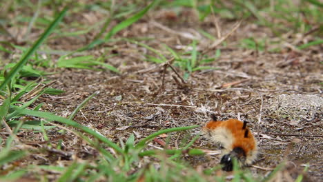 fuzzy orange caterpillar with black tussocks searches for milkweed