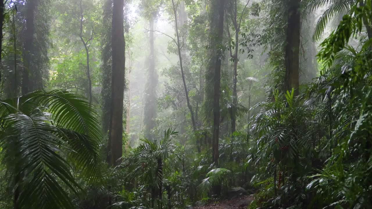 Un viaggio sereno attraverso una foresta nebbiosa e lussureggiante