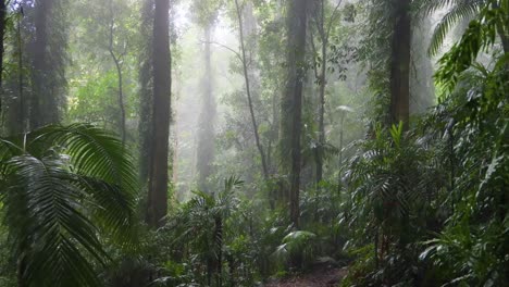 a serene journey through a foggy, lush forest