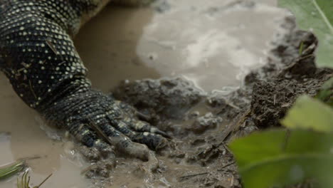 garras asiáticas del monitor de agua en el barro