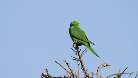 close up shot of a single white-eyed parakeet