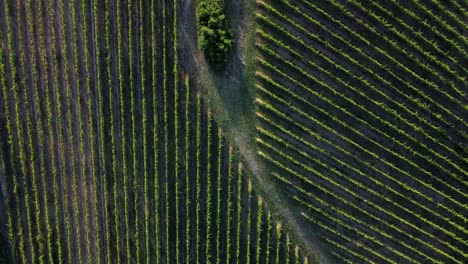 top down view of geometric grapevine lines in an italian wine production area