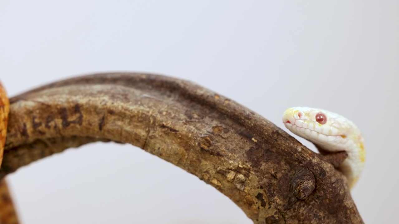 A corn snake moves along a curved branch, showcasing its natural behavior in a controlled environment with soft lighting