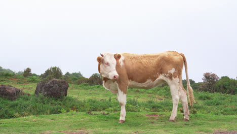 one blond spotted cow standing on the green field and looking around