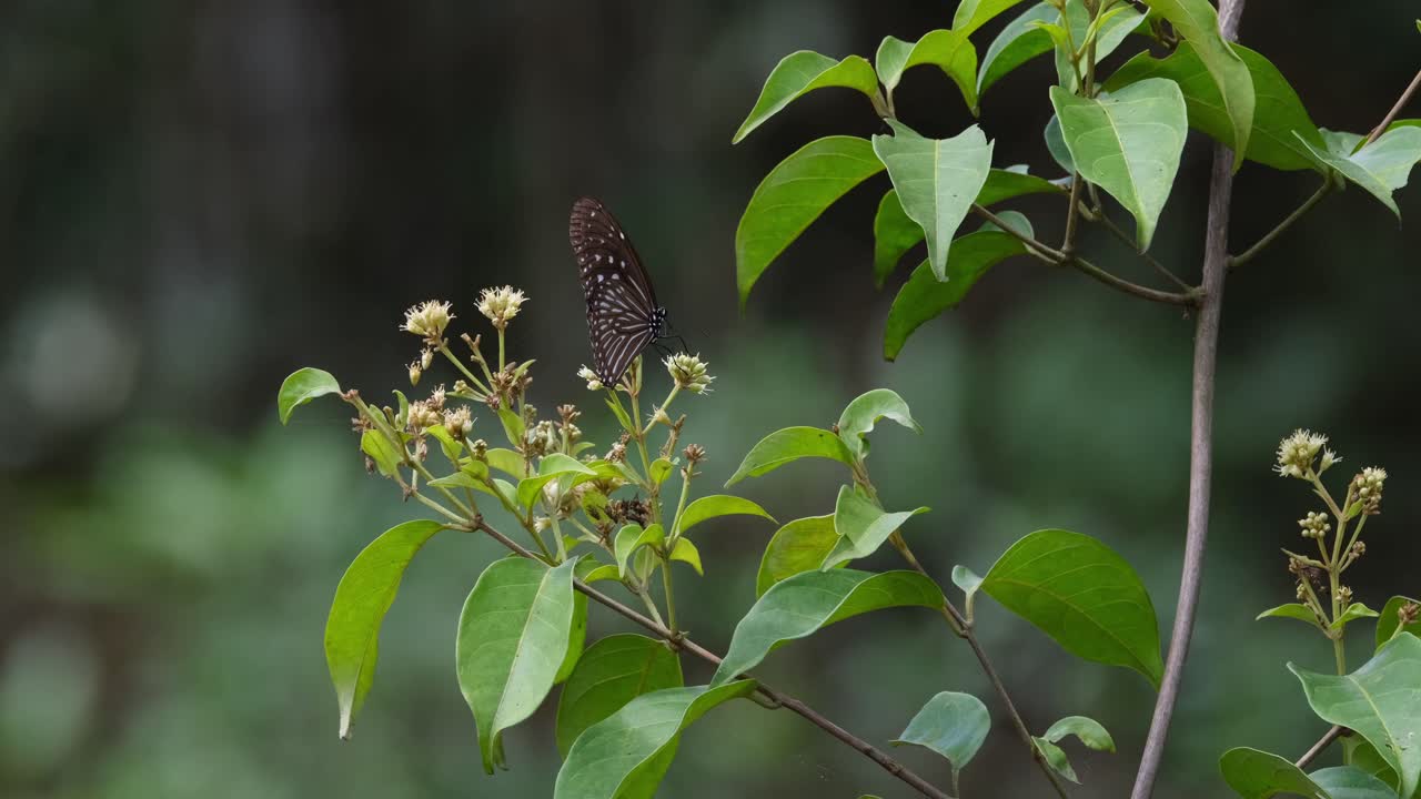 visto en las flores de esta planta alimentándose y luego batiendo sus alas durante la tarde, tigre azul oscuro tirumala septentrionis, tailandia