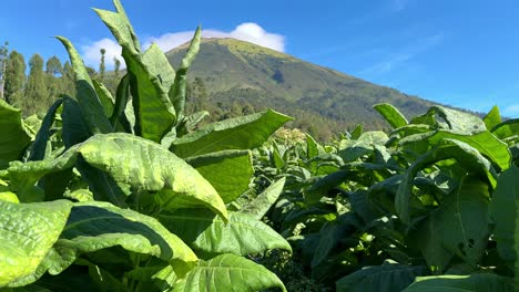 paisaje de una plantación de tabaco en las laderas del monte sindoro, indonesia