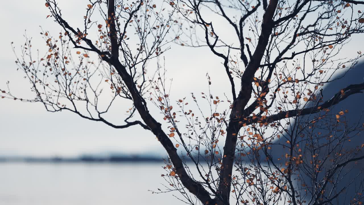 어두운 섬세한 가지와 작고 밝은 잎이 있는 나무의 클로즈업 샷