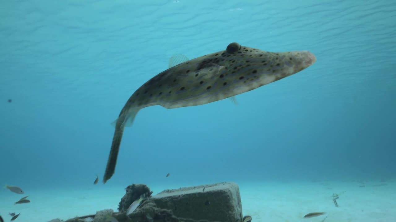 A filefish swims very close to the camera, its unique shape and patterns clearly visible, with the shimmering ocean surface in the background.