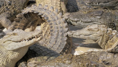 many hungry crocodiles competing for food