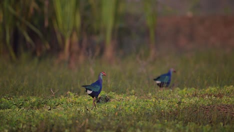 Grey-hooded-Swamp-hen-Feeding--in-wetland